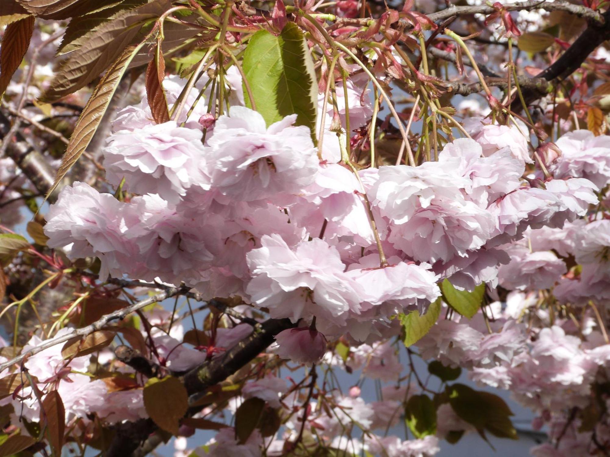 The Cherry Tree Guest House Eastbourne Eksteriør bilde